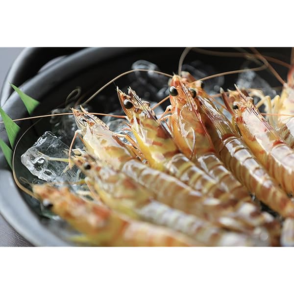 車海老 Amazon.co.jp: [ひのまる車海老] 海老 活き〆冷凍車海老 LL